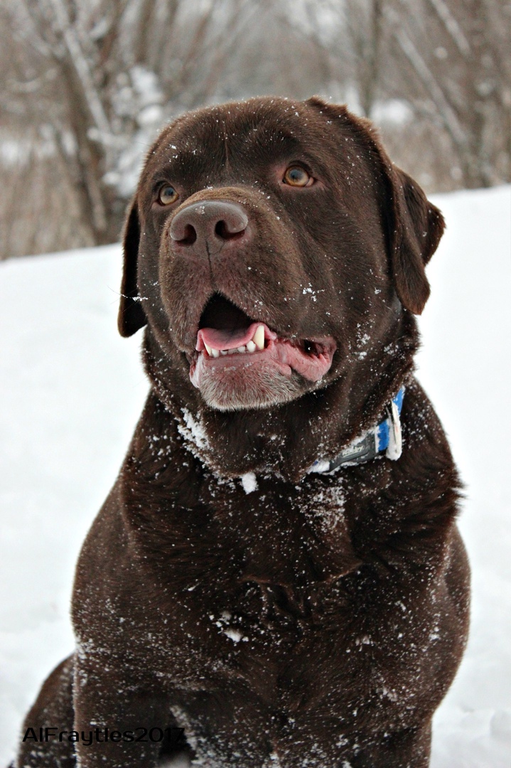 Саша Фесенко |