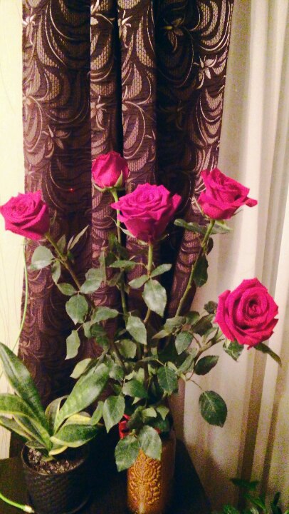 Елена Медникова | Тольятти