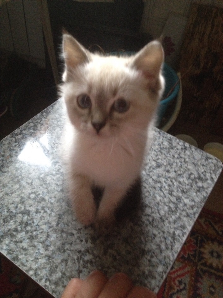 Александр Коваленко Александрович | Черногорск