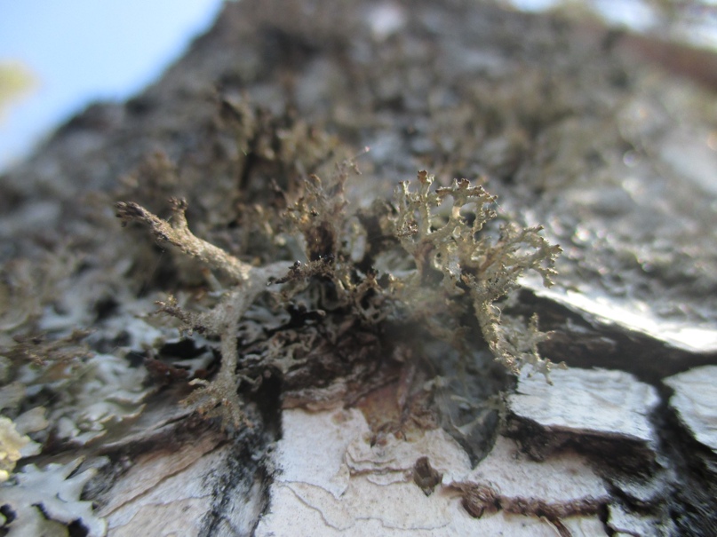 Валерий Гончарук | Санкт-Петербург