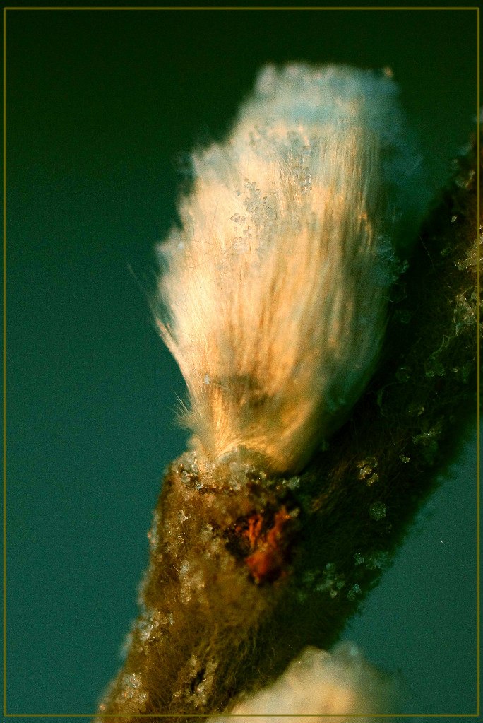 Алексей Михеев | Пенза