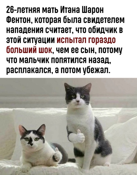 Порой животные бывают настолько преданными, что сами хозяева бывают в шоке