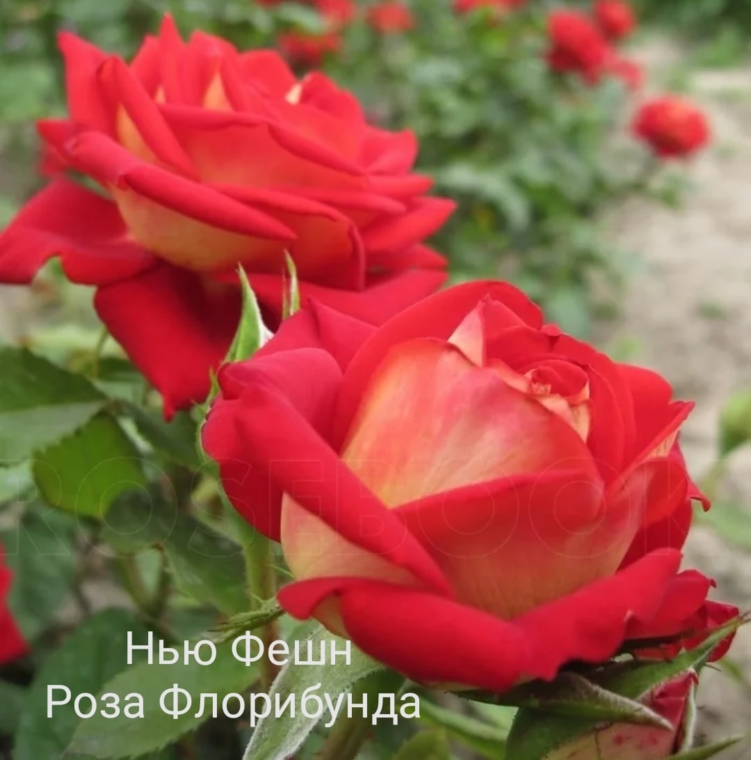 Роза Нью фейшен