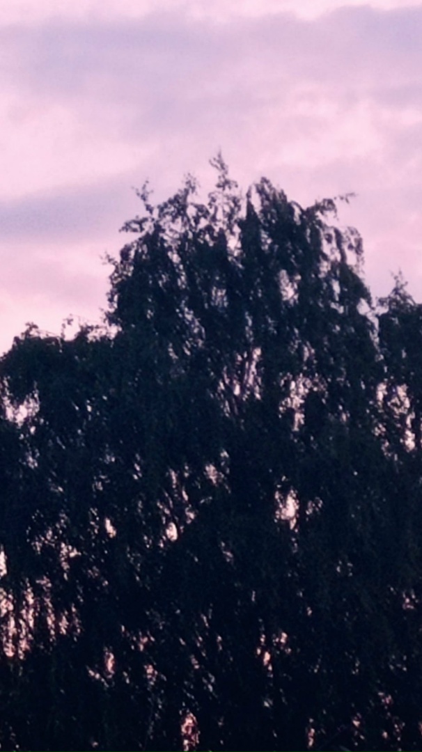 Дмитрий Писарев | Тихвин