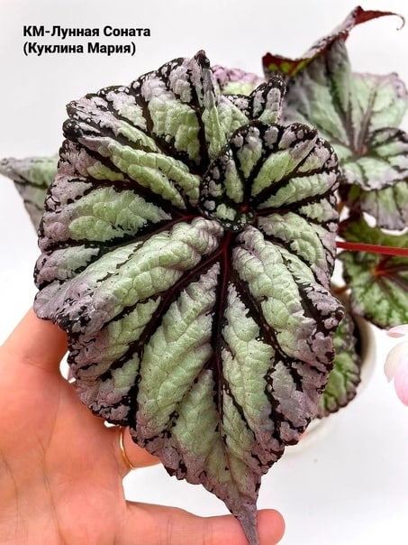 File:Begonia bowerae `Tiger` kz02.jpg - Wikimedia Commons