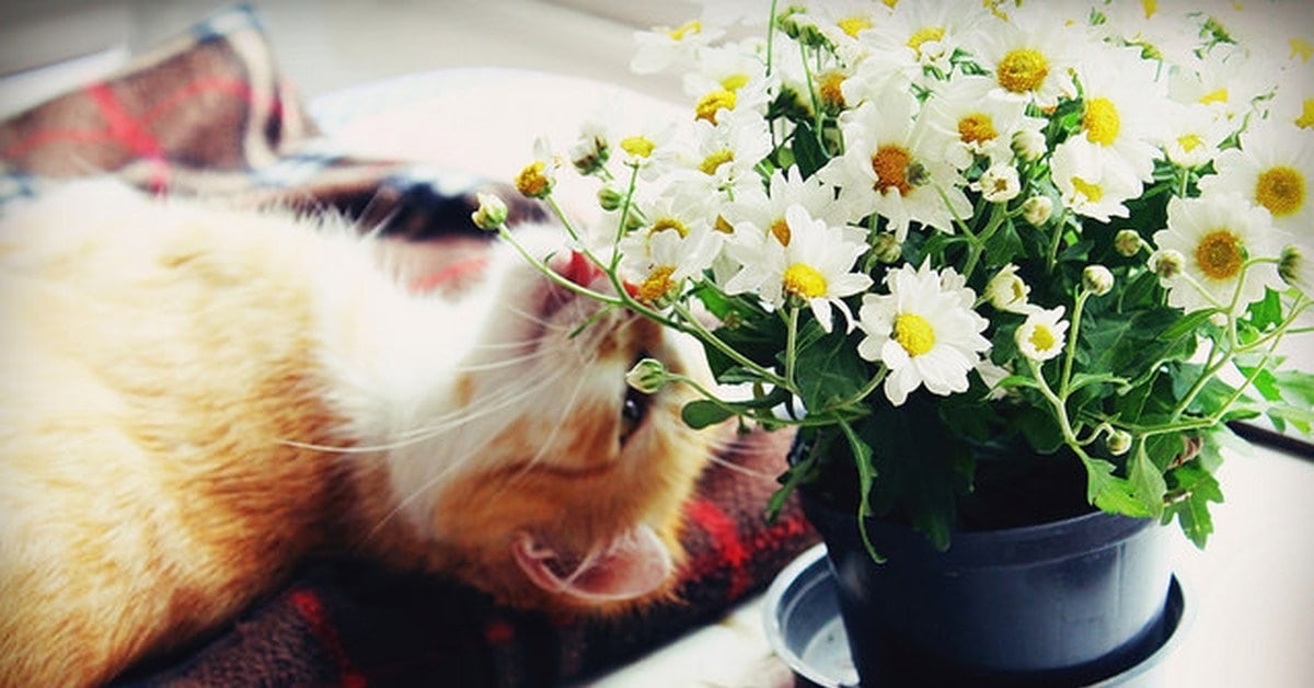 Kittens among daisies Kittens cutest, Baby cats, Kittens