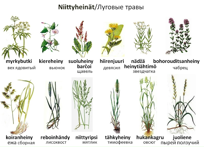 Полевые травы фото описание