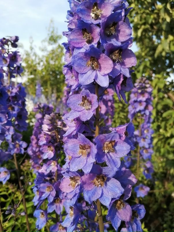 Алёна Попович | Великий Устюг