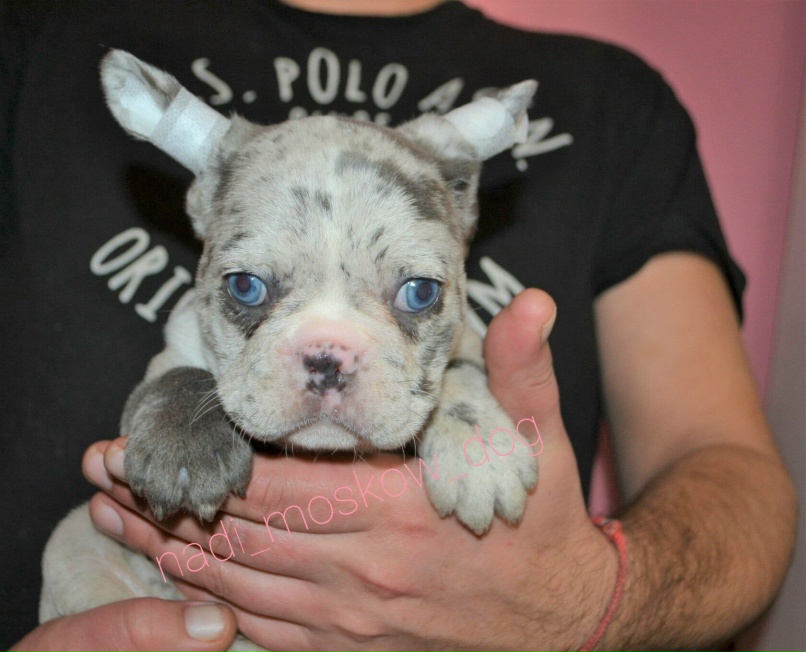 Надежда Алфёрова | Москва