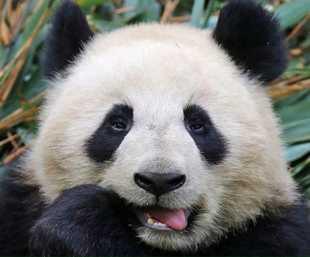 Панда китая фото Панда китая фото