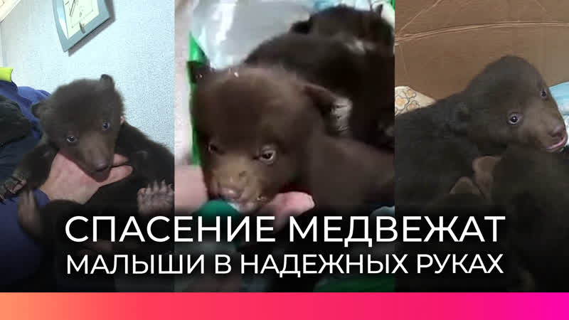 Двухмесячных медвежат, брошенных в лесу мамой, передали
