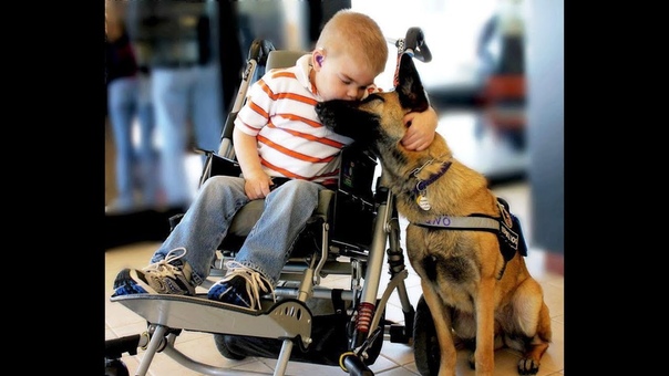 Hunde sind die besten Freunde, Dogs are the best