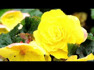 A peaceful rainy day on a lake of flowers for calming #meditation #nature #music #calm #relax