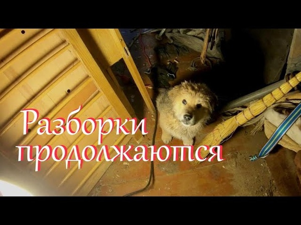 Почти осилила. Застрявший бык, , Жизнь на
