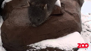 Vombats første møde med sneen | Copenhagen Zoo