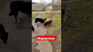 Брошенные животные Мариуполя
