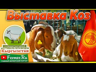 Камори, Биталы, Англо-нубийские, Альпийские, Бурские козы на выставке в Бишкеке. Новопашина С.И.