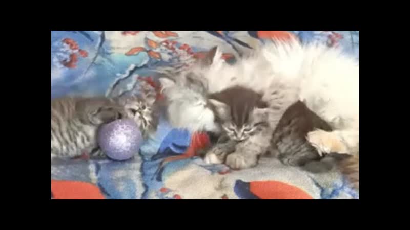 Милые котята с мамашей Funny kittens with their