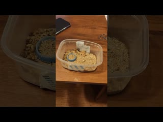 Кормёжка ядовитого скорпиона