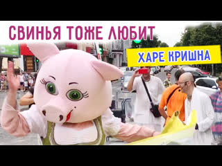 Свиньи тоже любят Харе Кришна. Харьков.
