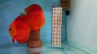 Дискусы и Хлорамин Т.