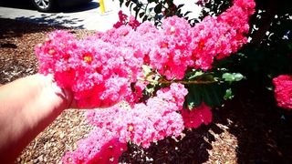 Зацвела индийская сирень ( Лагерстремия индийская )  . Crepe-myrtle.