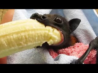 He Tried to Eat it All at Once