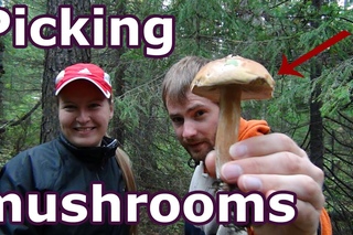 #62 Russian - picking mushrooms, собираем грибы