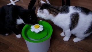 ПОИЛКА ФОНТАН ДЛЯ КОТА Catit 2.0 Flower